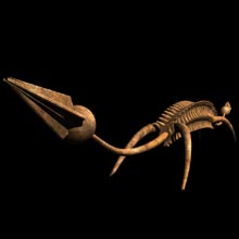 SpineAnimal