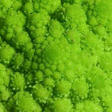 Broccoli2